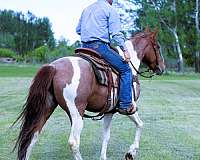 red-roan-see-pics-horse