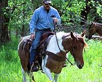 family-tennessee-walking-horse