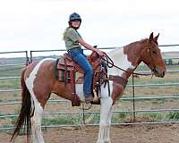 trail-tennessee-walking-horse