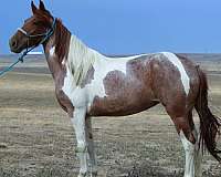 husband-safe-tennessee-walking-horse