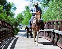 all-around-tennessee-walking-horse