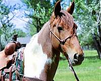 gentle-tennessee-walking-horse