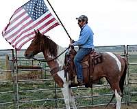 gaited-tennessee-walking-horse