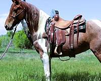 athletic-tennessee-walking-horse