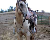 dun-see-pics-horse