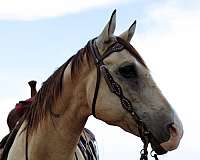 ranch-quarter-horse