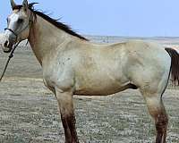 athletic-quarter-horse