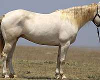 perlino-missouri-fox-trotter-mare