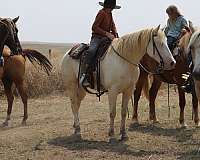 flashy-missouri-fox-trotter-horse