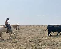 trail-missouri-fox-trotter-horse