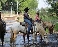 husband-safe-missouri-fox-trotter-horse