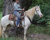 all-around-missouri-fox-trotter-horse