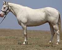 gentle-missouri-fox-trotter-horse