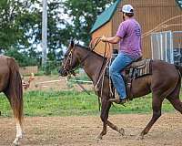 heel-quarter-horse