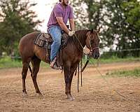 penning-quarter-horse