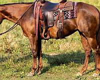 ranch-quarter-horse