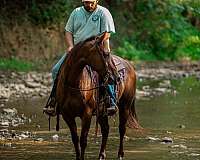 ranch-work-quarter-horse