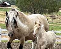 beautiful-face-gypsy-vanner-horse