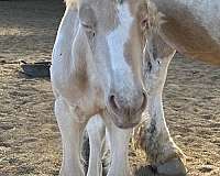 flashy-filly-gypsy-vanner-horse