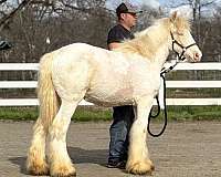 perlino-ghra-filly