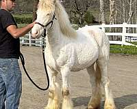 beautiful-face-gypsy-vanner-horse