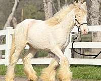 flashy-filly-gypsy-vanner-horse