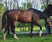 broodmare-thoroughbred-horse