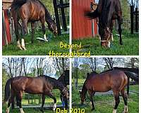 female-thoroughbred-horse