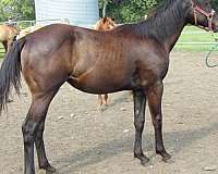 champions-in-pedigree-quarter-horse