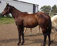 champions-in-pedigree-horse