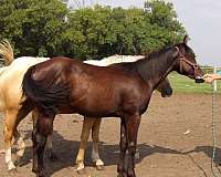 color-producing-horse
