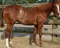 apha-registered-filly