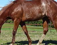 nrcha-stallion-stakes-filly