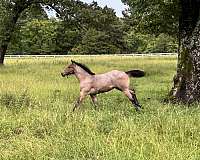 quarter-horse-for-sale