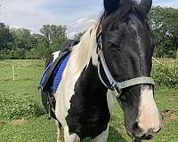 adult-tennessee-walking-horse