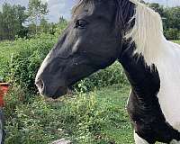 beginner-novice-tennessee-walking-horse