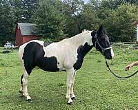 beginner-safe-tennessee-walking-horse