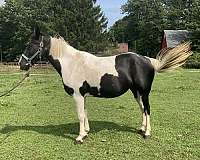 black-tennessee-walking-horse