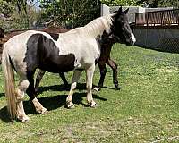 black-white-tennessee-walking-horse