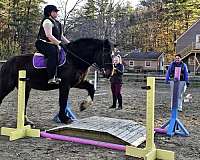 perch-draft-horse