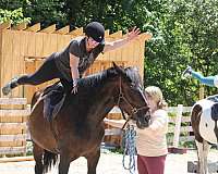 ring-work-draft-horse