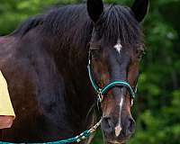 working-equitation-draft-horse