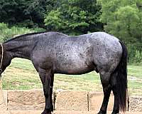 dappled-draft-horse