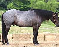 draft-horse