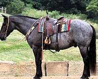 driving-draft-horse