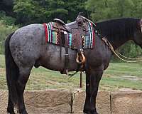 flashy-draft-horse