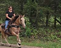 trail-kentucky-mountain-horse