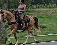 trail-riding-kentucky-mountain-horse