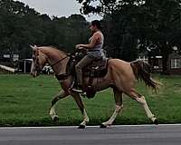 family-friendly-kentucky-mountain-horse