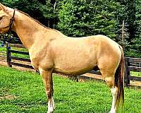 gentle-kentucky-mountain-horse